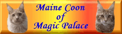Magic Palace Banner