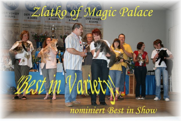 zlatko 3